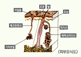 피부모식도